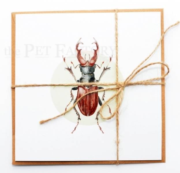 Square Card Lucanus